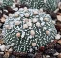 Astrophytum Asterias Hanazono (plante) Cactus Rare Et Exceptionnel
