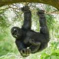 Estatua De Gorila Escalada Jardín Colgante Adorno Animal Escultura Decoración Exterior