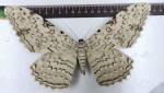 Giant Thysania Agrippina Male ,22-24 Cm White Witch Moth Butterfly Unmounted,a1