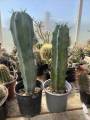 Myrtillocactus Geometrizans - Cactus Radici Proprie